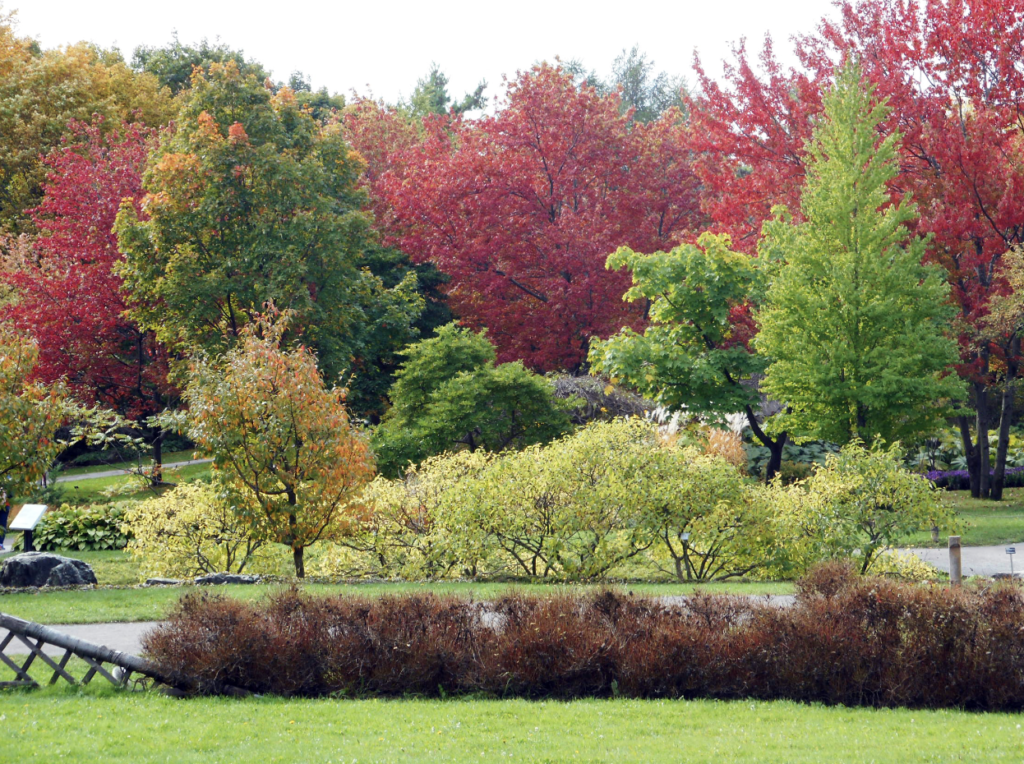 OUTONO NO JARDIM BOTÂNICO DE MONTREAL com paisagem das árvores